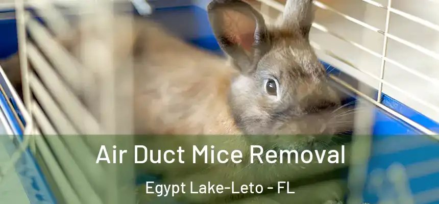 Air Duct Mice Removal Egypt Lake-Leto - FL