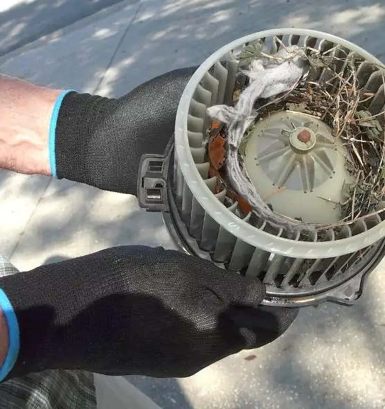 About Air Duct Mice Removal in Egypt Lake-Leto, FL